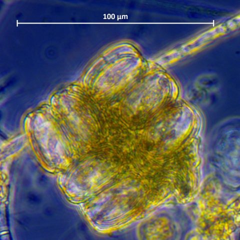 KEOPS II – Fecal pellets – MIO Plankton images